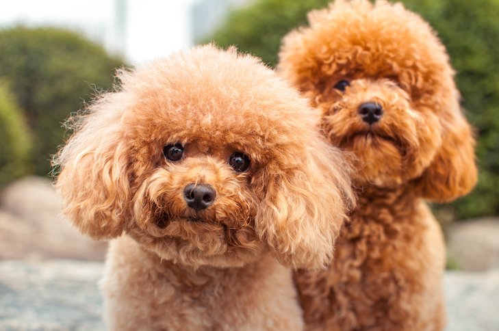 The Ultimate Guide to the Best Dog Breeds of 2024