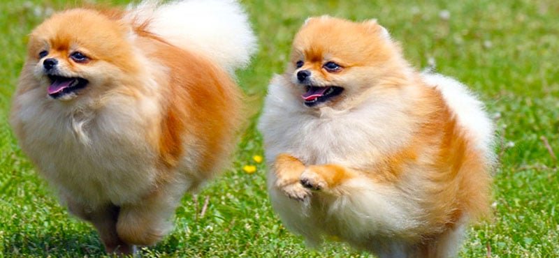 The Ultimate Guide to the Most Popular Dog Breeds